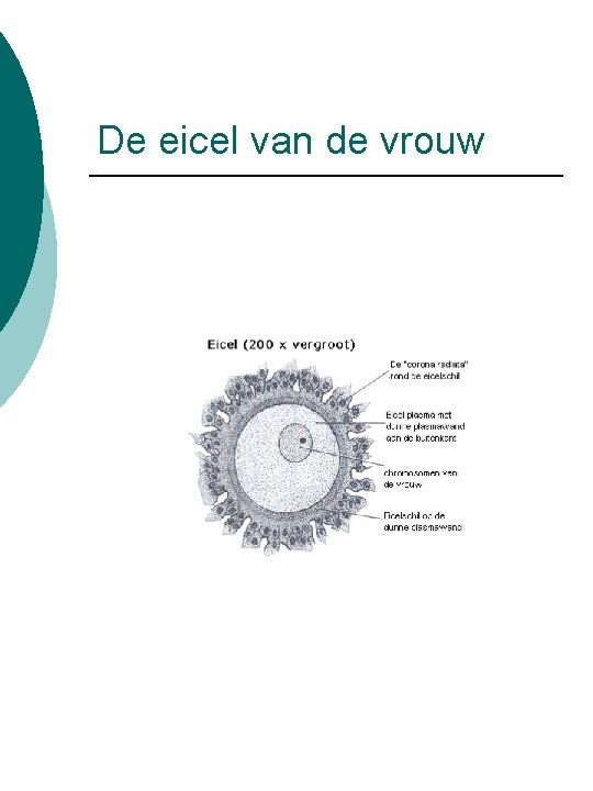 De eicel van de vrouw 