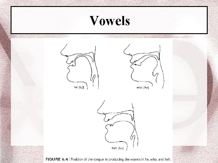 Vowels 