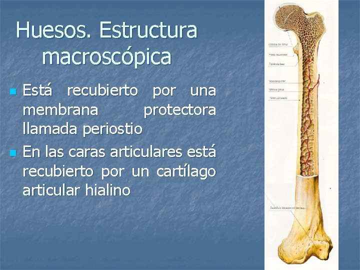 Huesos. Estructura macroscópica n n Está recubierto por una membrana protectora llamada periostio En