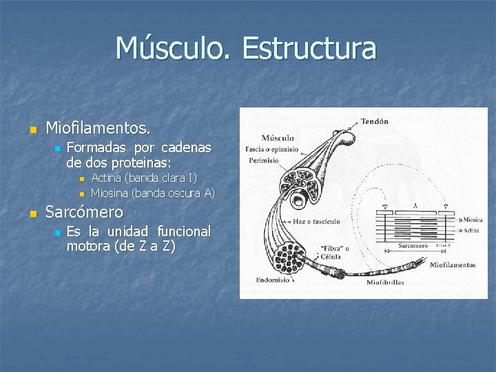 Músculo. Estructura n Miofilamentos. n Formadas por cadenas de dos proteinas: n n n