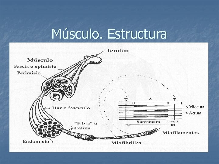 Músculo. Estructura 