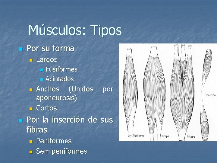 Músculos: Tipos n Por su forma n Largos Fusiformes n Acintados n n Anchos