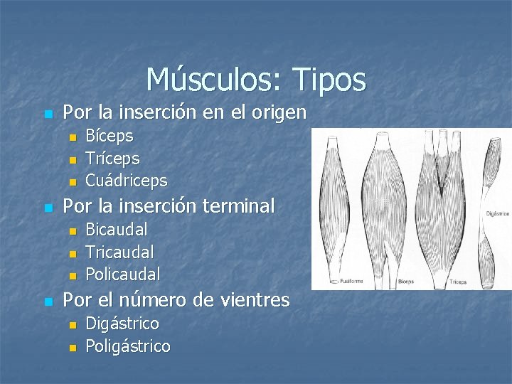 Músculos: Tipos n Por la inserción en el origen n n Por la inserción