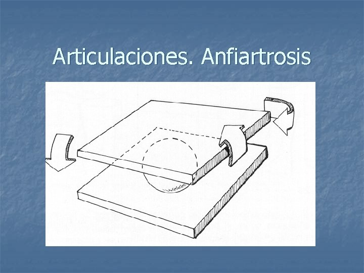 Articulaciones. Anfiartrosis 