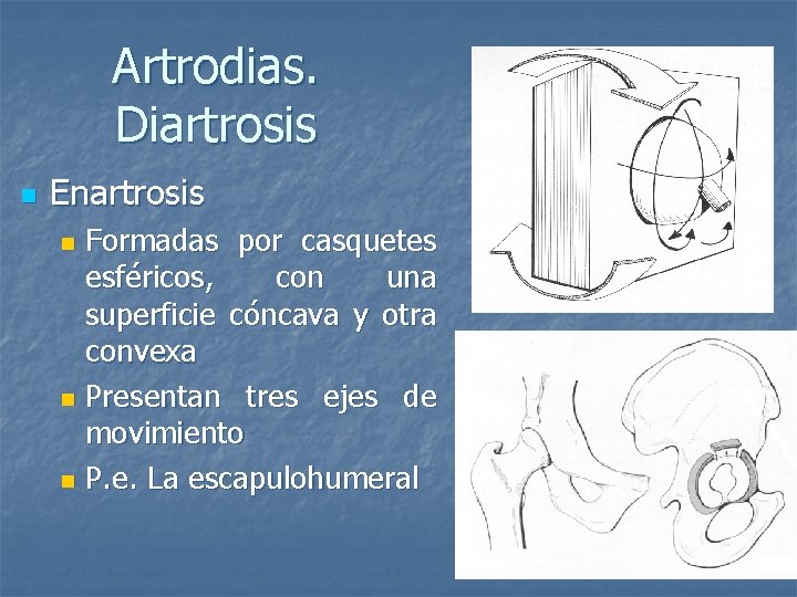 Artrodias. Diartrosis n Enartrosis Formadas por casquetes esféricos, con una superficie cóncava y otra