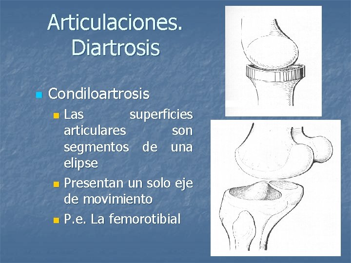 Articulaciones. Diartrosis n Condiloartrosis Las superficies articulares son segmentos de una elipse n Presentan