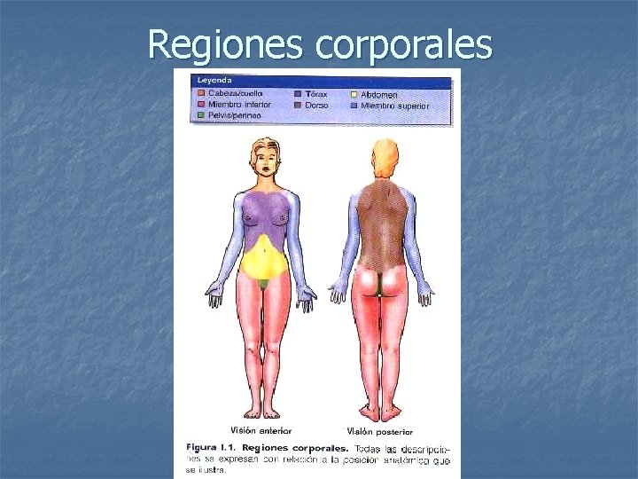 Regiones corporales 