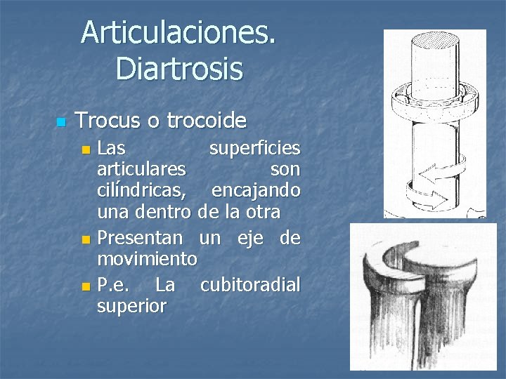 Articulaciones. Diartrosis n Trocus o trocoide Las superficies articulares son cilíndricas, encajando una dentro