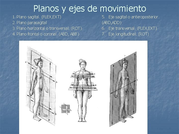 Planos y ejes de movimiento 1. Plano sagital. (FLEX, EXT) 2. Plano parasagital 3.