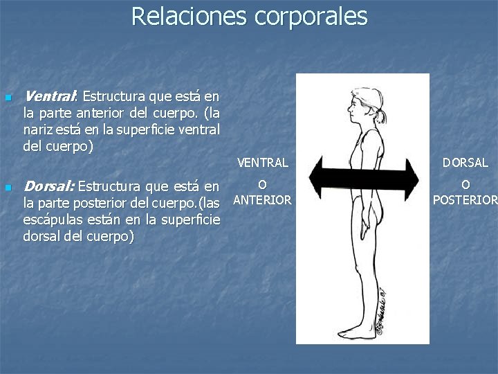 Relaciones corporales n Ventral: Estructura que está en la parte anterior del cuerpo. (la