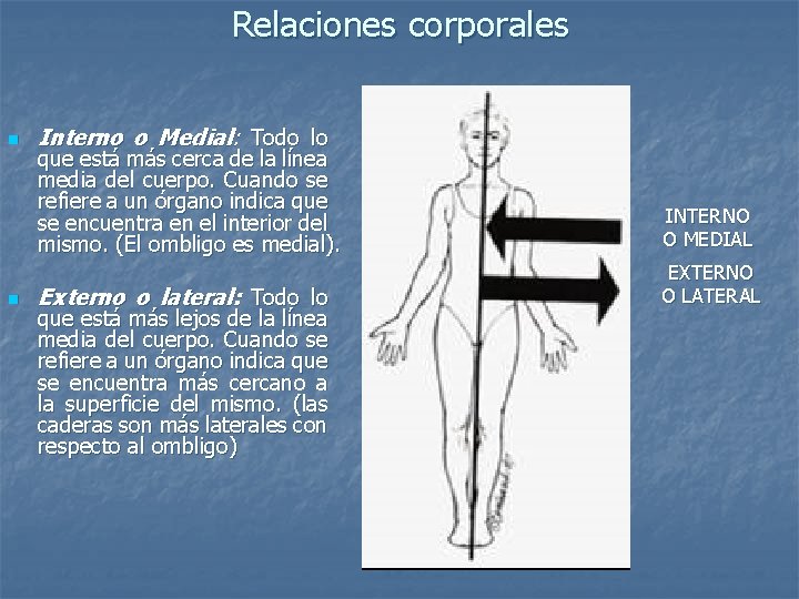 Relaciones corporales n n Interno o Medial: Todo lo que está más cerca de