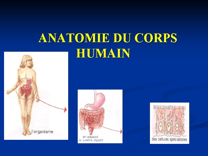 ANATOMIE DU CORPS HUMAIN 