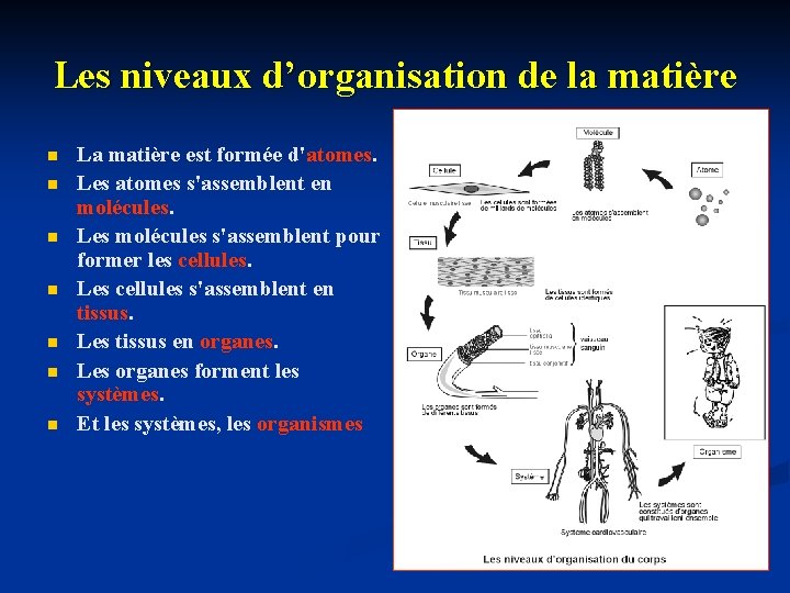 Les niveaux d’organisation de la matière n n n n La matière est formée