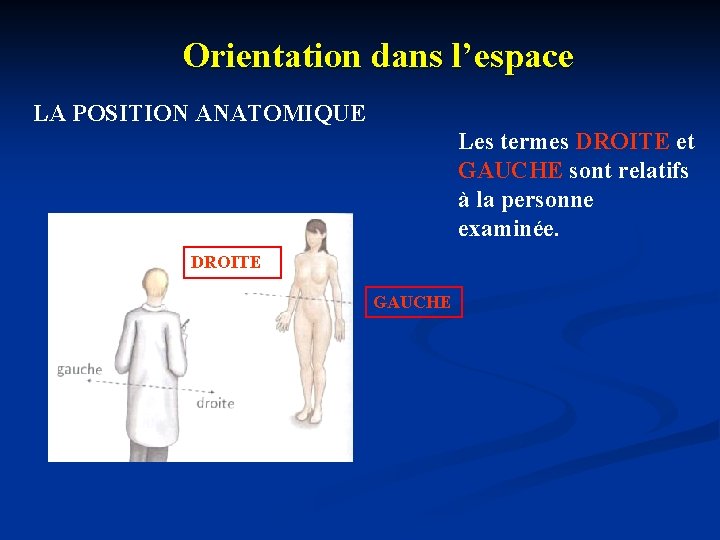 Orientation dans l’espace LA POSITION ANATOMIQUE Les termes DROITE et GAUCHE sont relatifs à