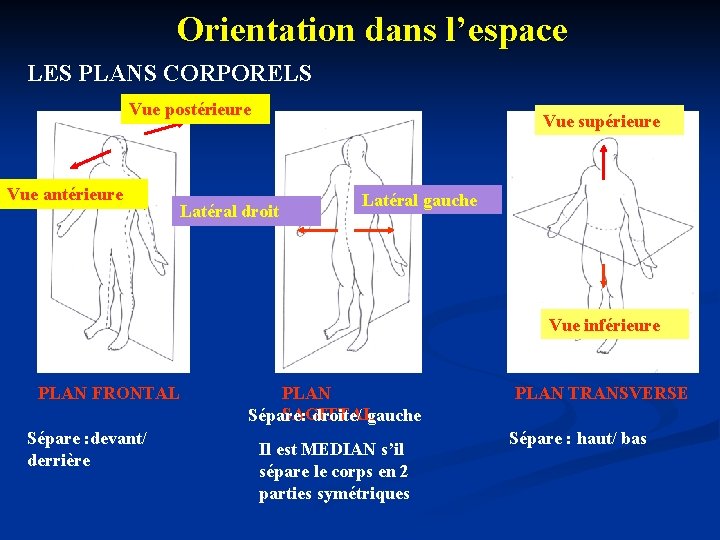 Orientation dans l’espace LES PLANS CORPORELS Vue postérieure Vue antérieure Vue supérieure Latéral droit