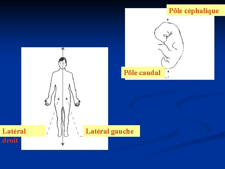 Pôle céphalique Pôle caudal Latéral droit Latéral gauche 