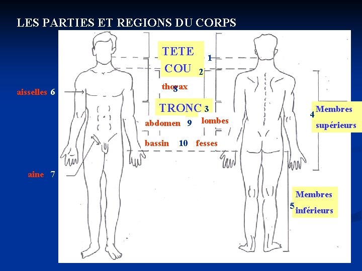 LES PARTIES ET REGIONS DU CORPS TETE COU aisselles 6 1 2 thorax 8