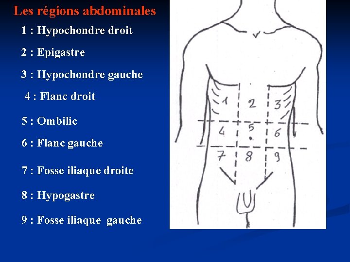 Les régions abdominales 1 : Hypochondre droit 2 : Epigastre 3 : Hypochondre gauche
