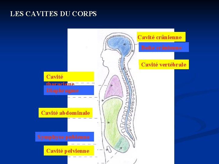 LES CAVITES DU CORPS Cavité crânienne 1 Boite crânienne 2 Cavité thoracique Diaphragme 3