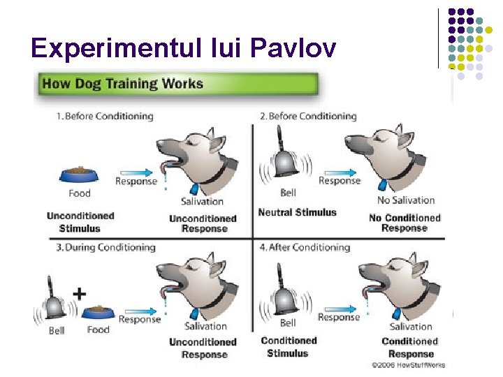 Experimentul lui Pavlov 
