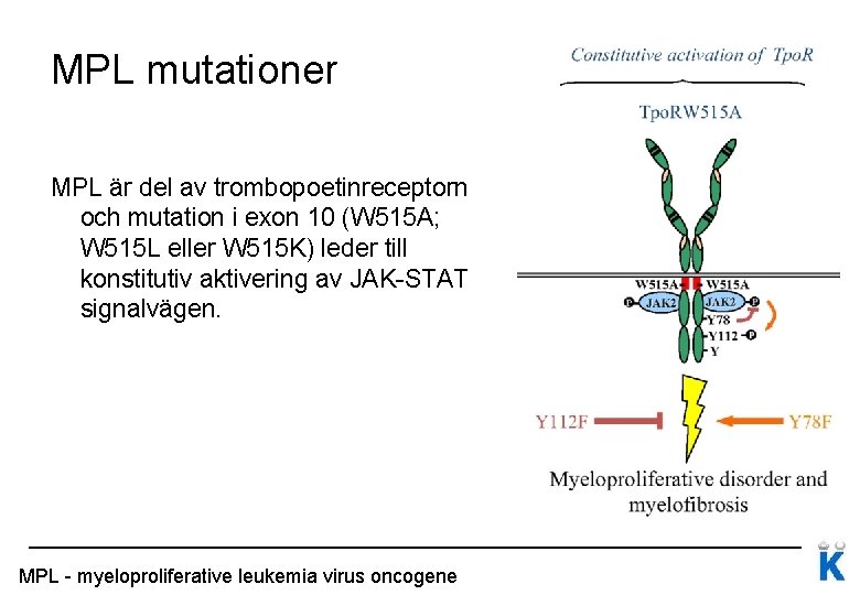 MPL mutationer MPL är del av trombopoetinreceptorn och mutation i exon 10 (W 515