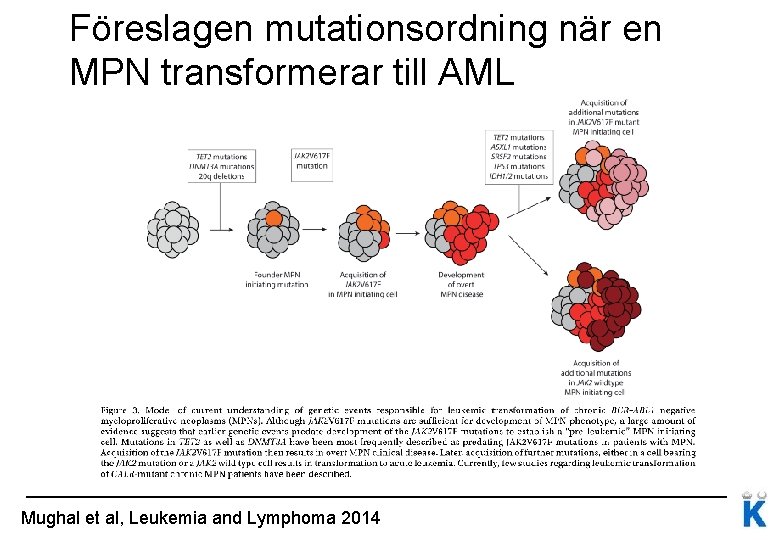 Föreslagen mutationsordning när en MPN transformerar till AML Mughal et al, Leukemia and Lymphoma