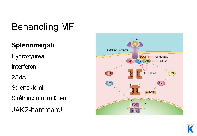 Behandling MF Splenomegali Hydroxyurea Interferon 2 Cd. A Splenektomi Strålning mot mjälten JAK 2