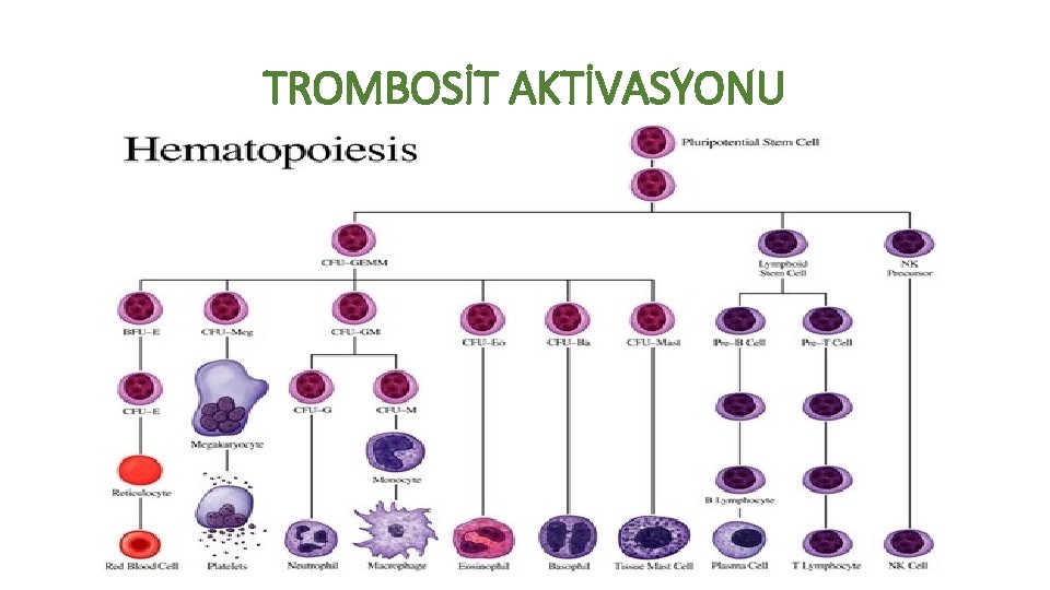 TROMBOSİT AKTİVASYONU 