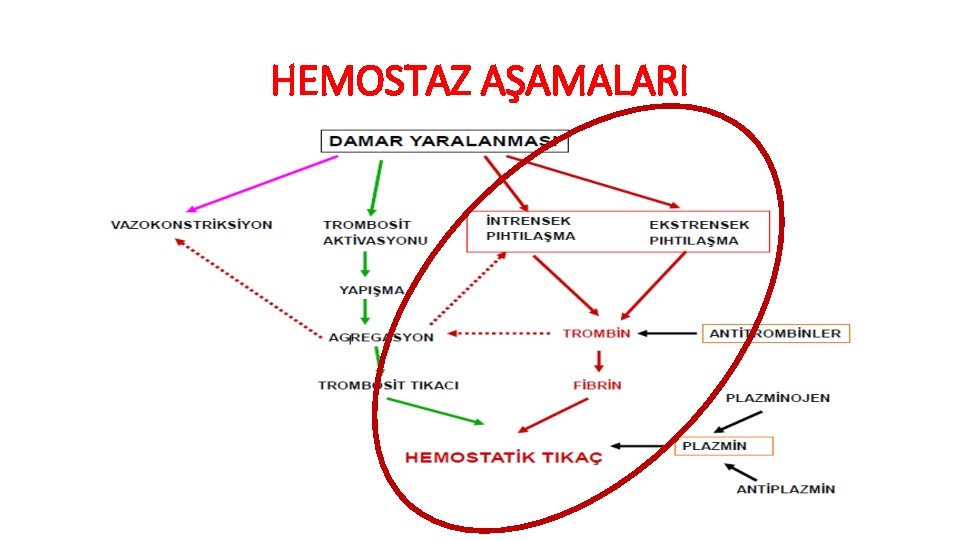 HEMOSTAZ AŞAMALARI 