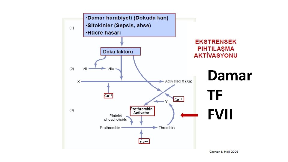 Damar TF FVII 