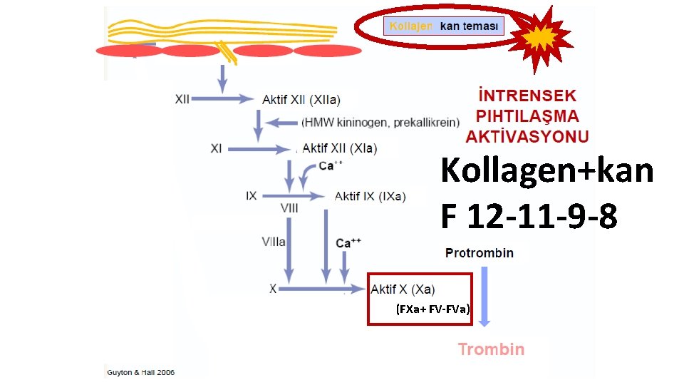 Kollagen+kan F 12 -11 -9 -8 (FXa+ FV-FVa) 