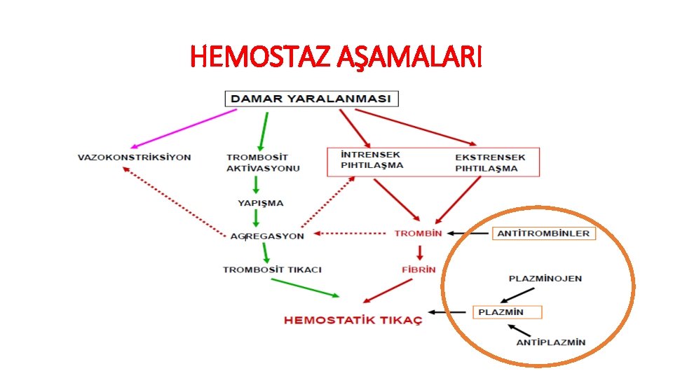 HEMOSTAZ AŞAMALARI 