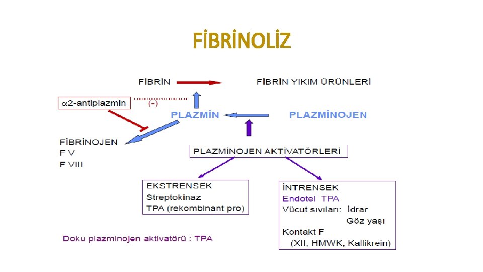 FİBRİNOLİZ 