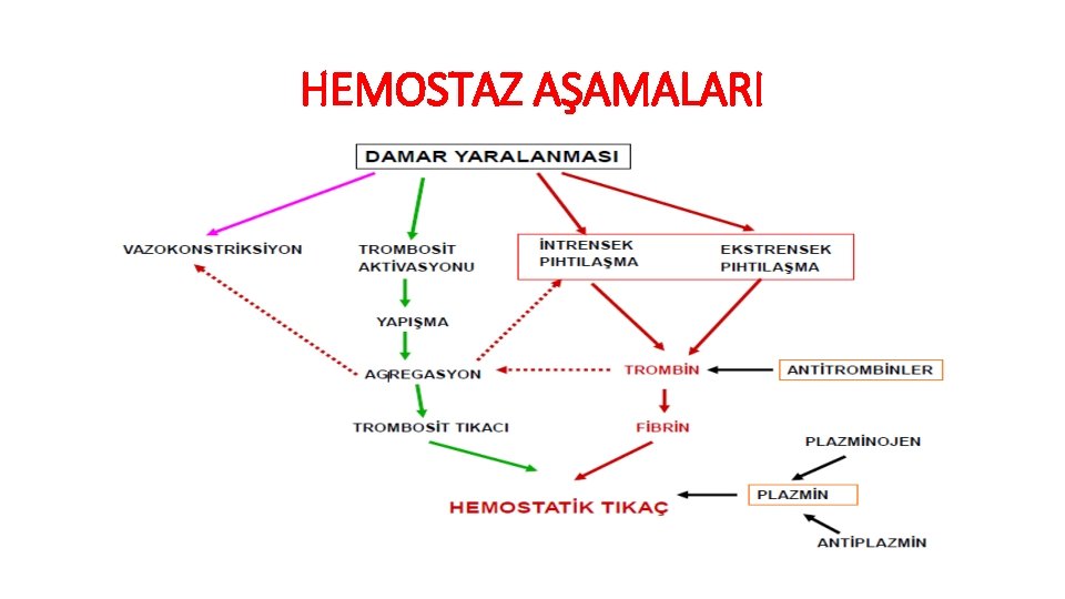 HEMOSTAZ AŞAMALARI 