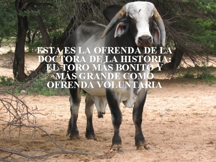 ESTA ES LA OFRENDA DE LA DOCTORA DE LA HISTORIA: EL TORO MÁS BONITO ESTA ES LA OFRENDA DE LA DOCTORA DE LA HISTORIA: EL TORO MÁS BONITO
