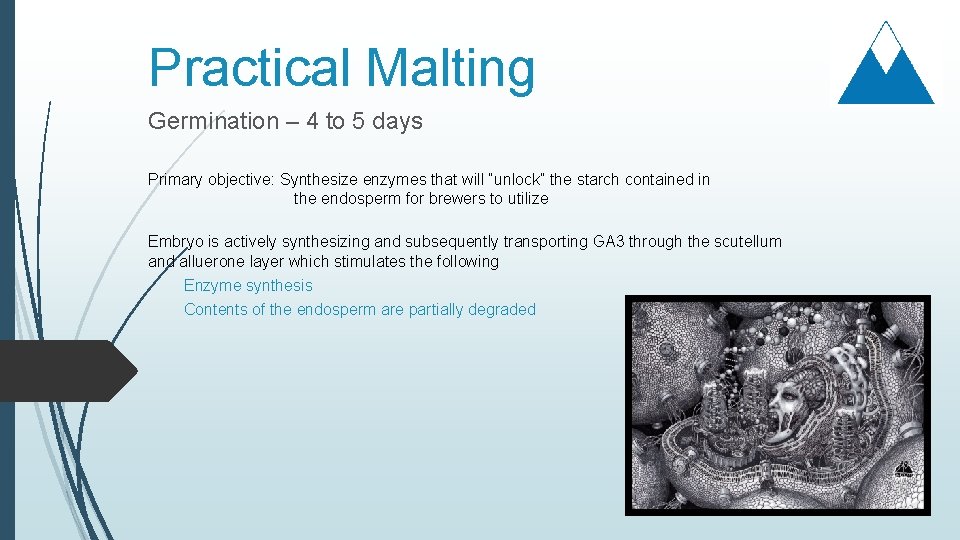 Practical Malting Germination – 4 to 5 days Primary objective: Synthesize enzymes that will