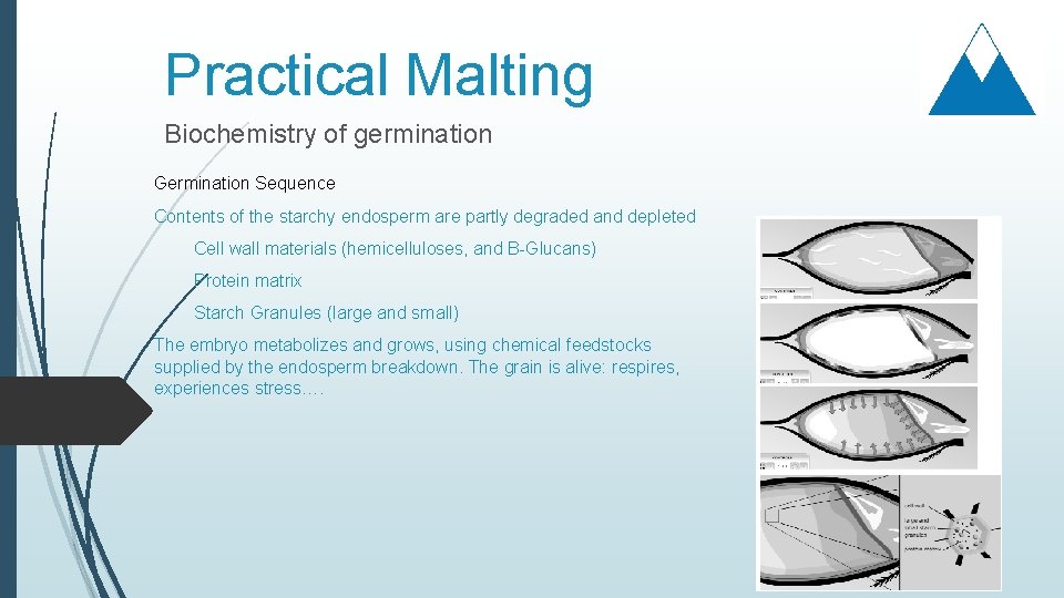 Practical Malting Biochemistry of germination Germination Sequence Contents of the starchy endosperm are partly