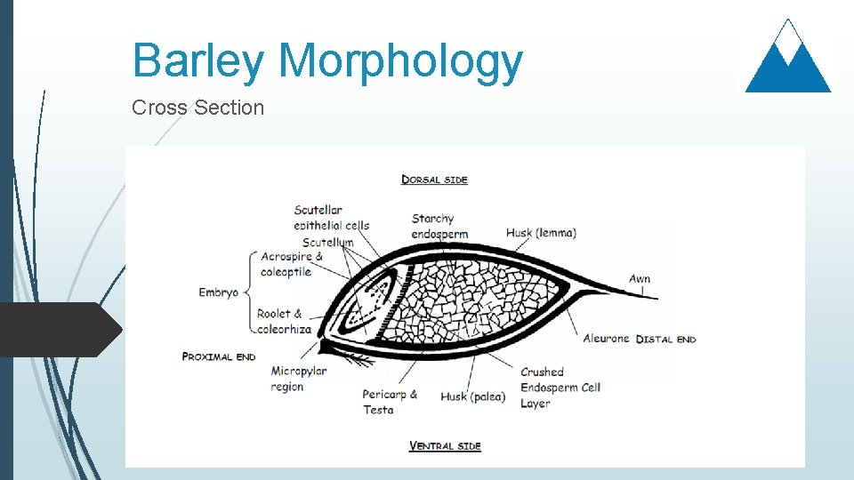 Barley Morphology Cross Section 