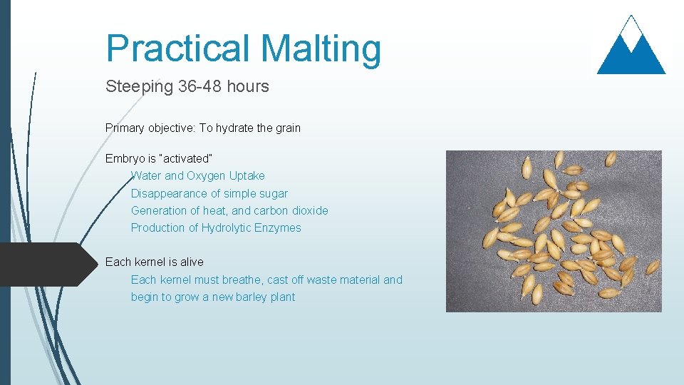 Practical Malting Steeping 36 -48 hours Primary objective: To hydrate the grain Embryo is