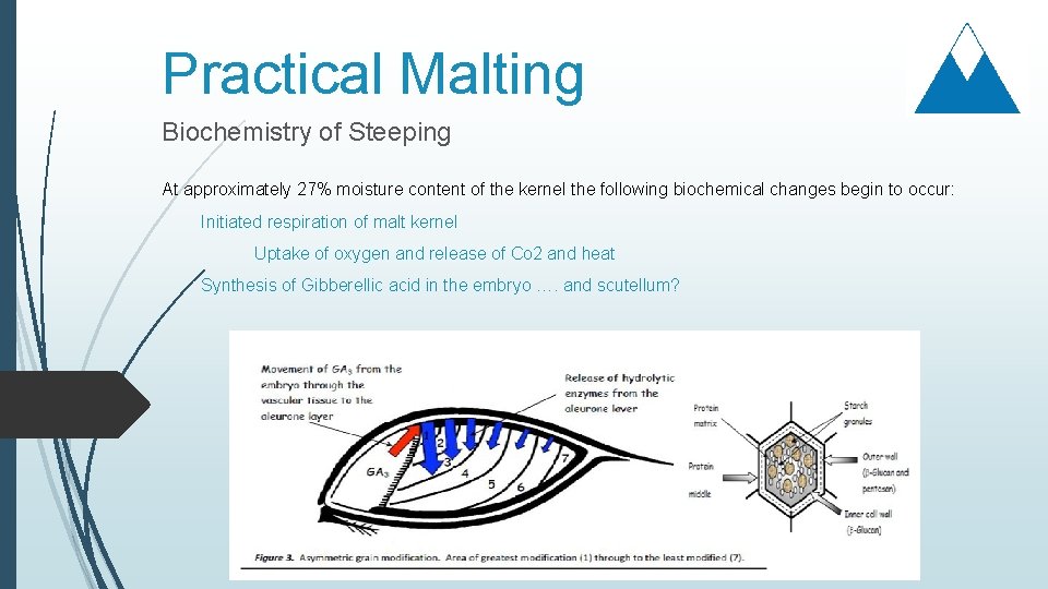 Practical Malting Biochemistry of Steeping At approximately 27% moisture content of the kernel the