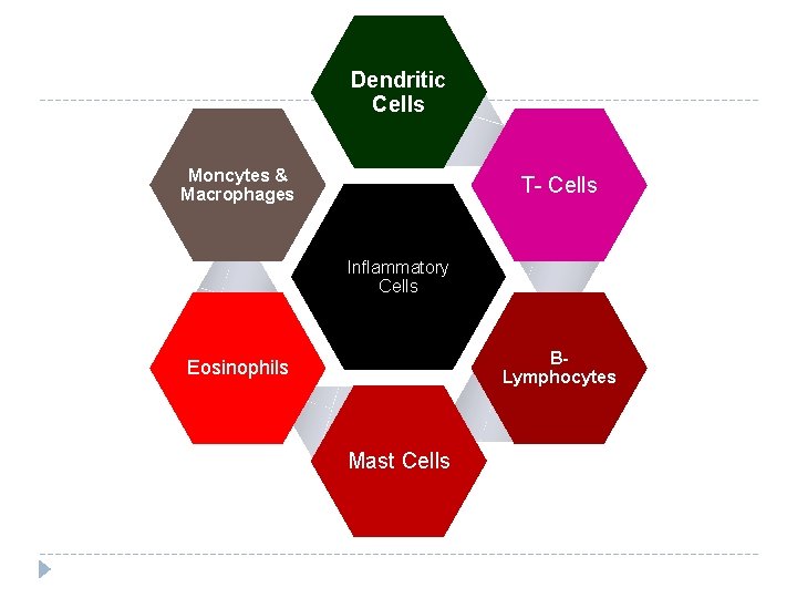 Dendritic Cells Moncytes & Macrophages T- Cells Inflammatory Cells BLymphocytes Eosinophils Mast Cells 