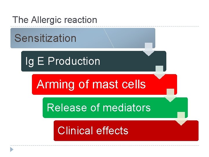 The Allergic reaction Sensitization Ig E Production Arming of mast cells Release of mediators