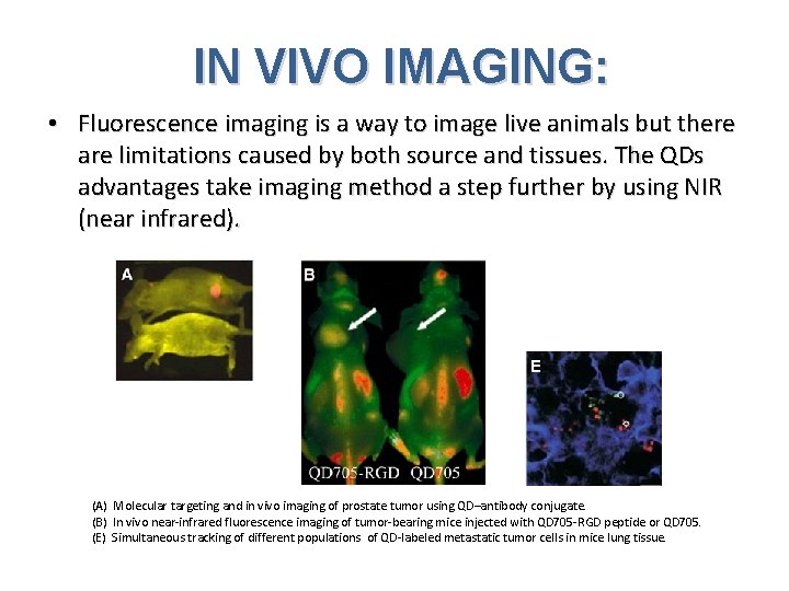 IN VIVO IMAGING: • Fluorescence imaging is a way to image live animals but