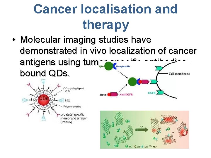 Cancer localisation and therapy • Molecular imaging studies have demonstrated in vivo localization of