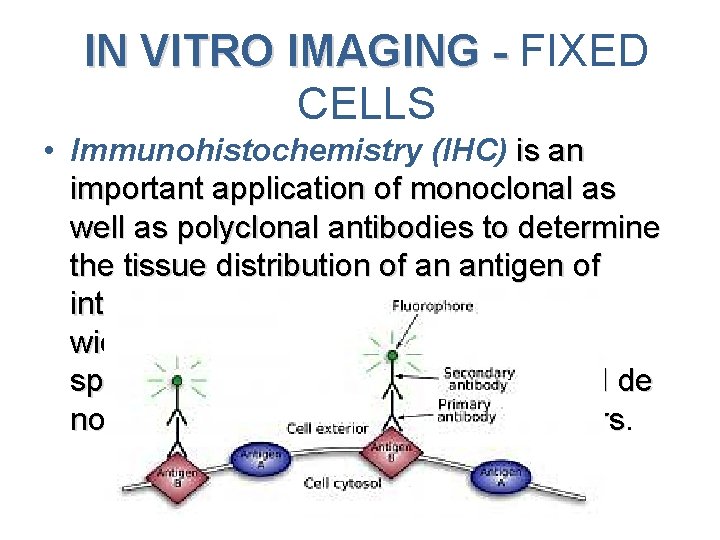 • IN VITRO IMAGING - FIXED IN VITRO IMAGING - CELLS Immunohistochemistry (IHC)