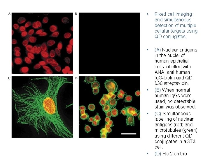  • Fixed cell imaging and simultaneous detection of multiple cellular targets using QD