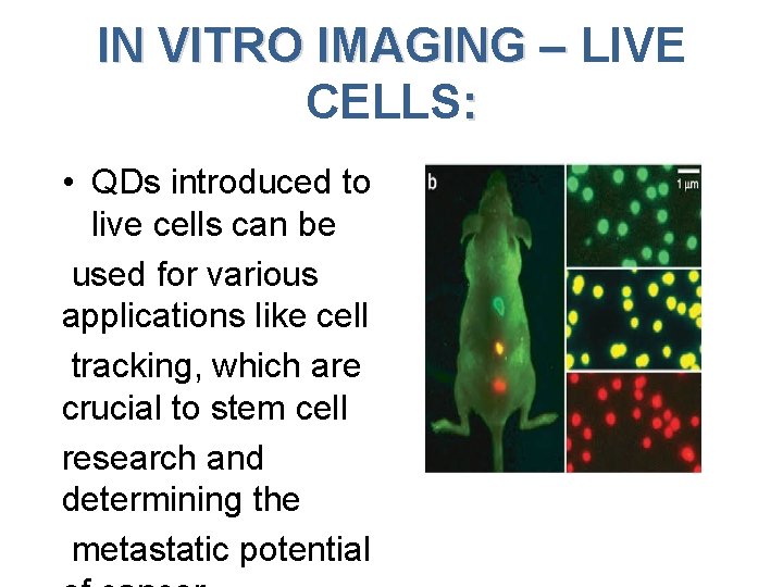 IN VITRO IMAGING – LIVE IN VITRO IMAGING – CELLS: • QDs introduced to