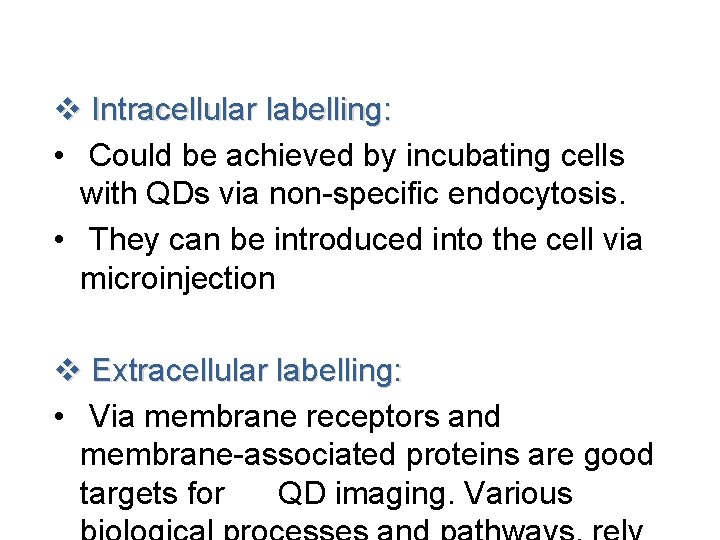 v Intracellular labelling: • Could be achieved by incubating cells with QDs via non-specific