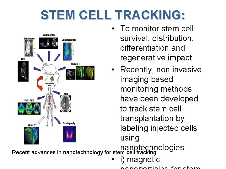 STEM CELL TRACKING: • To monitor stem cell survival, distribution, differentiation and regenerative impact