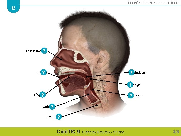 Funções do sistema respiratório I 2 Fossas nasais ? Boca ? Amígdalas ? Faringe